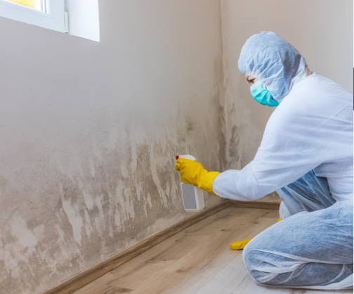 Mold remediation specialist treating affected wall surface